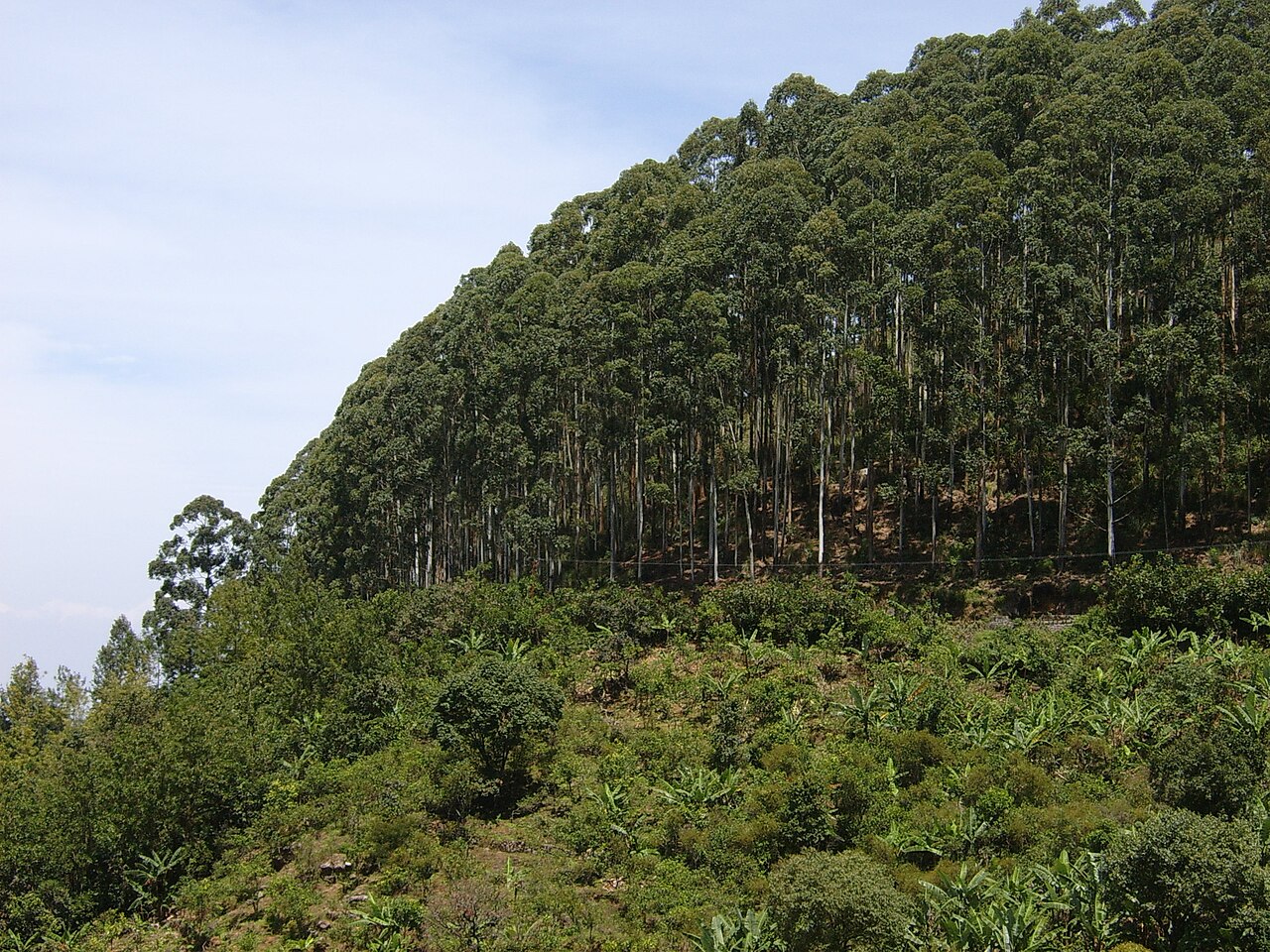 Troncos de eucaliptos em uma área de plantação florestal
