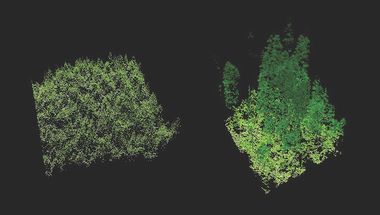 Nuvens de pontos LiDAR comparando a estrutura tridimensional de uma plantação e uma floresta madura